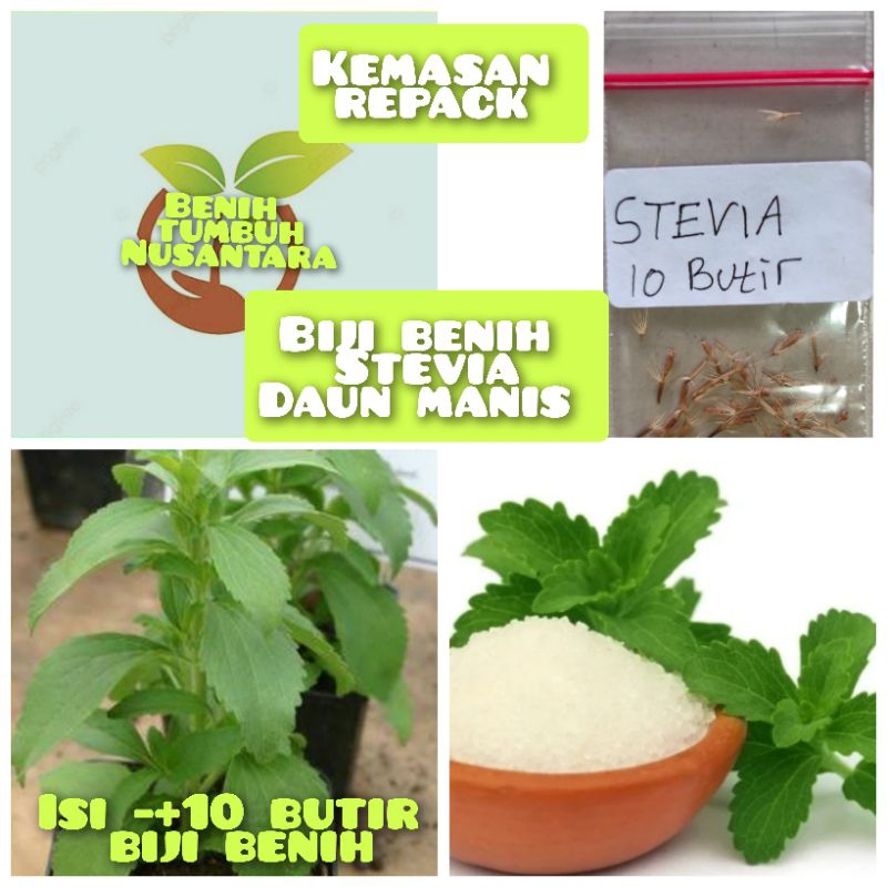 10 butir biji benih tanaman STEVIA/DAUN MANIS