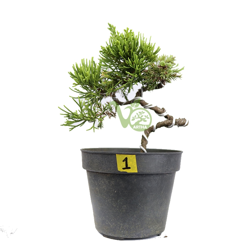 Paket 2 Bonsai Cemara Sinensis Mame-Shito