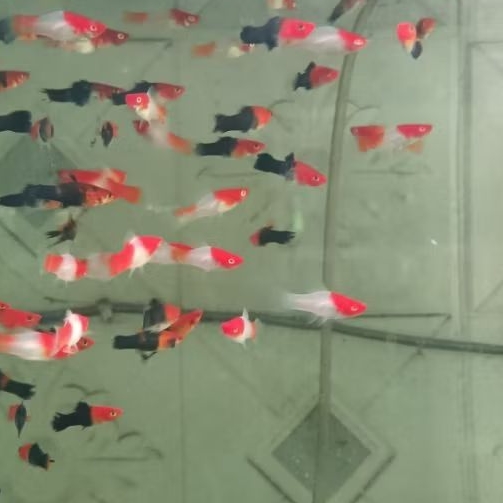 Hiasan Aquarium Ikan Platy Kohaku / Sanke