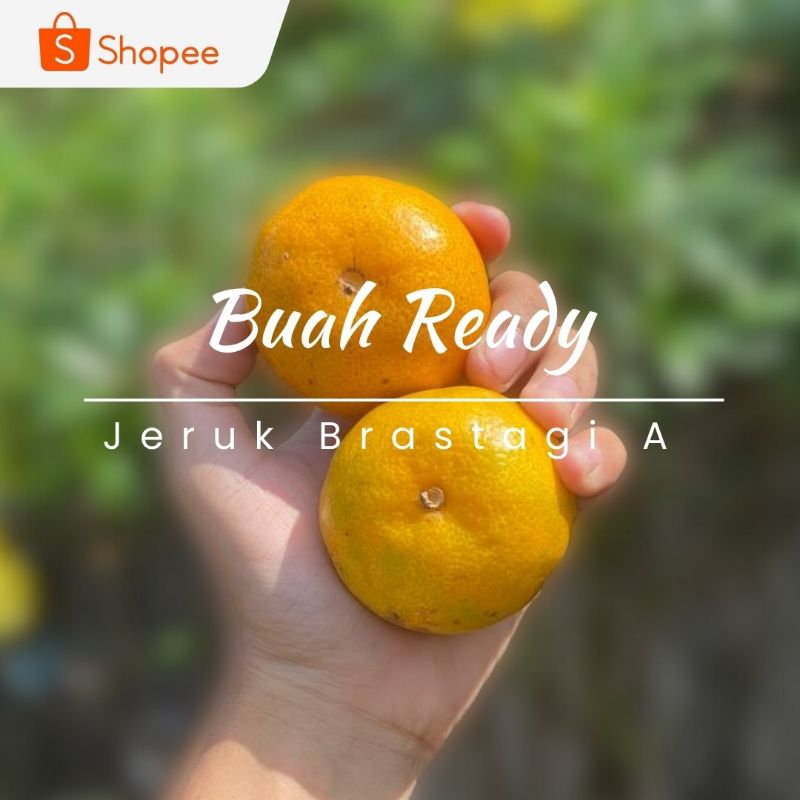 

JERUK BRASTAGI GRADE A / KG