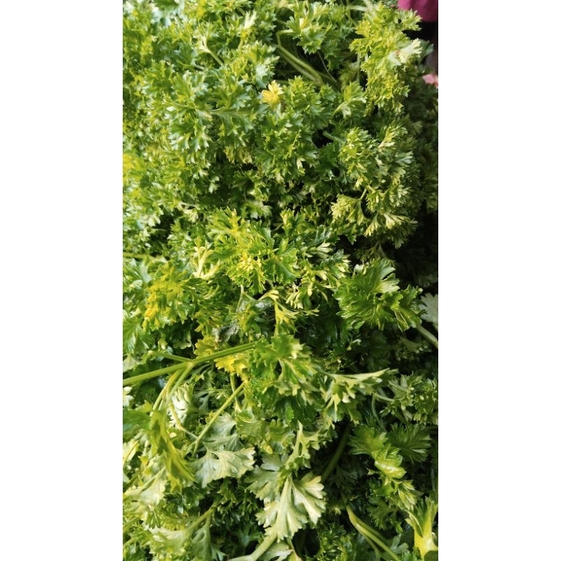 

Daun Parsley Segar 100 gr