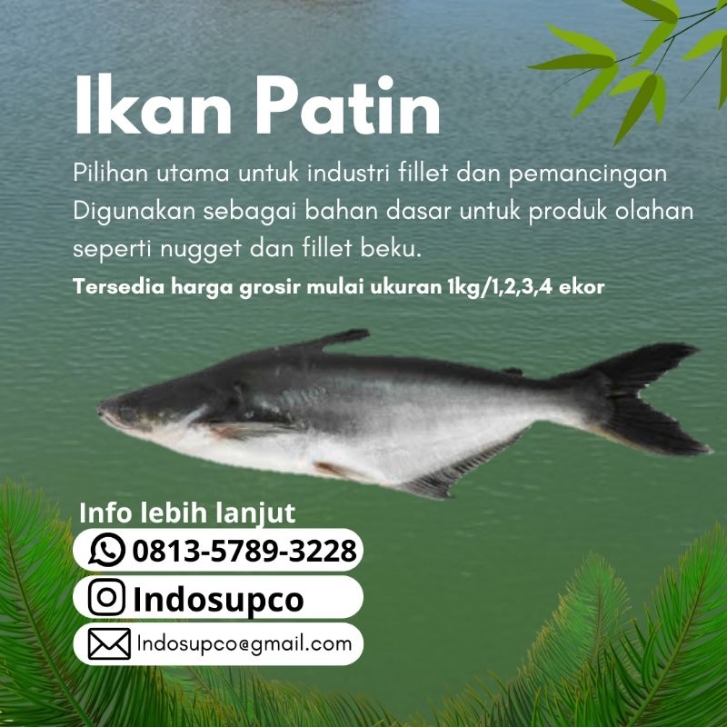 

ikan patin (HIDUP) 1 kwintal