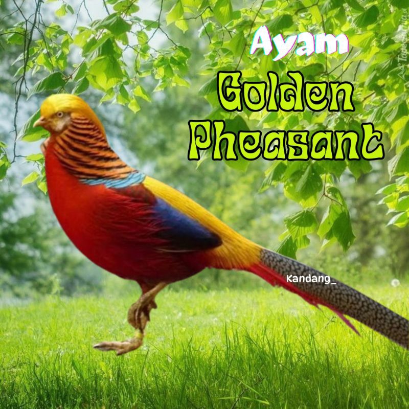 telur ayam hias golden pheasant asli warna vaforit