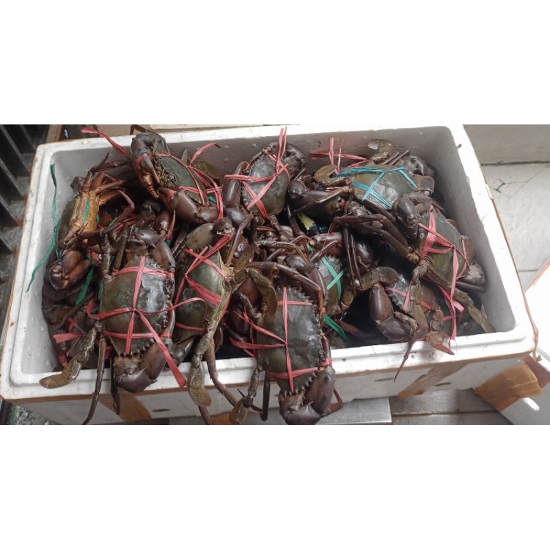 

Kepiting Frozen Bakau (isi 3-4 ekor) 1 Kg