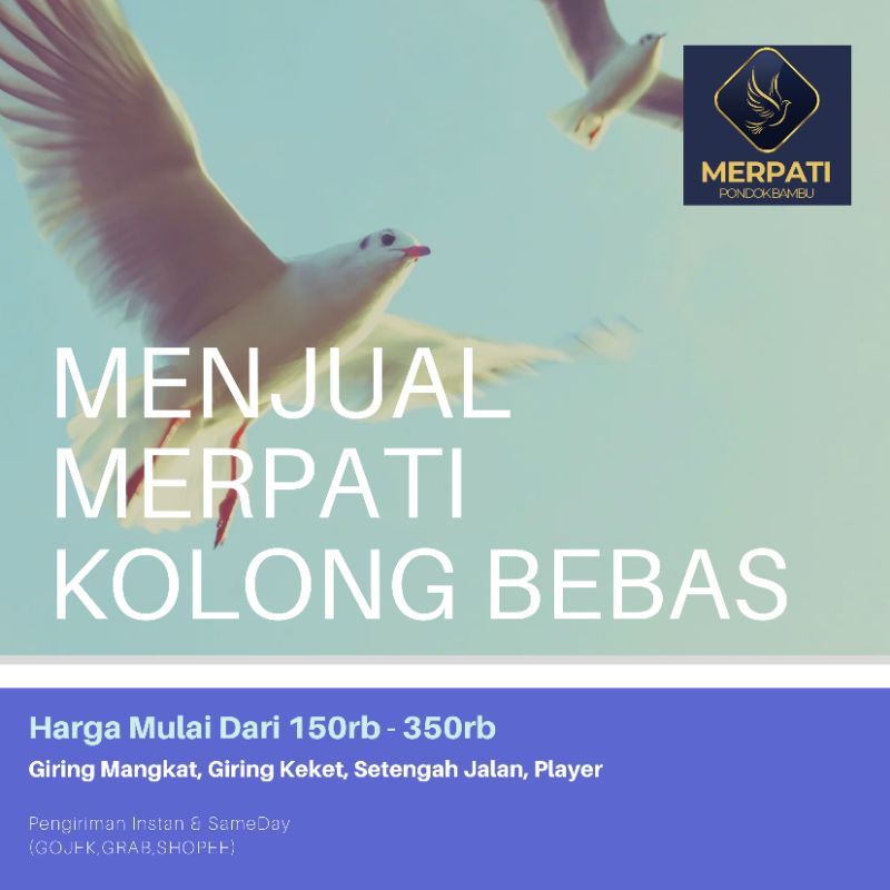 Burung Merpati Kolongan