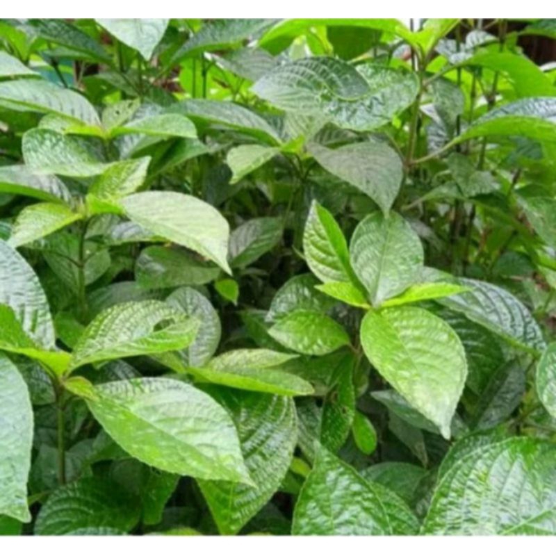 

Daun kibeling/pecah beling 20 lbr segar