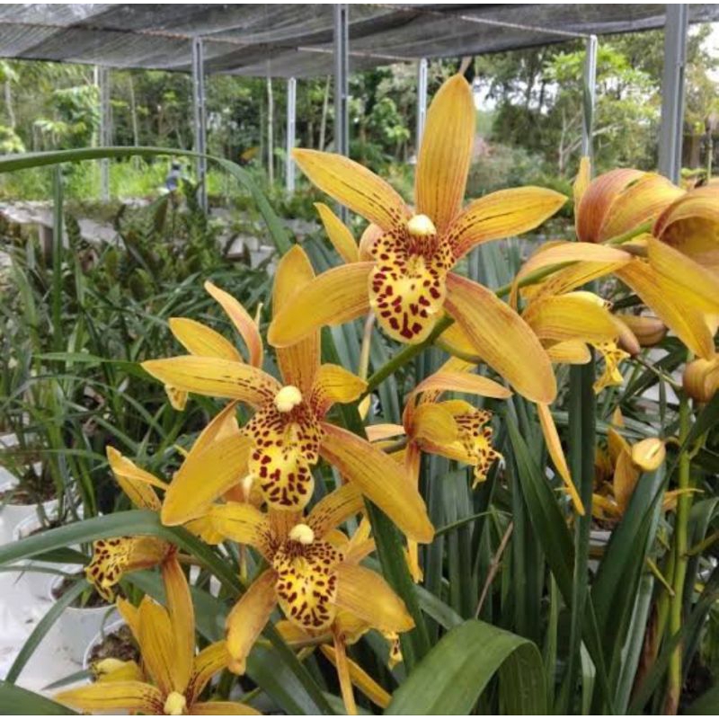 Anggrek tanah Chen Rubby wangi rimbun