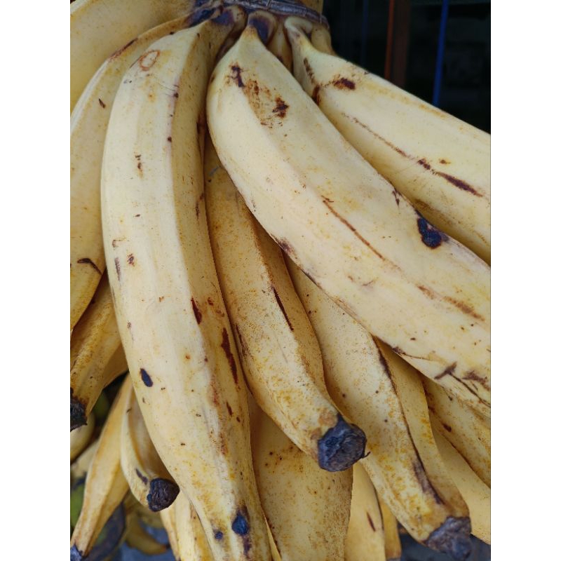 

Pisang Candi/Tanduk Persisir/Cengkeh