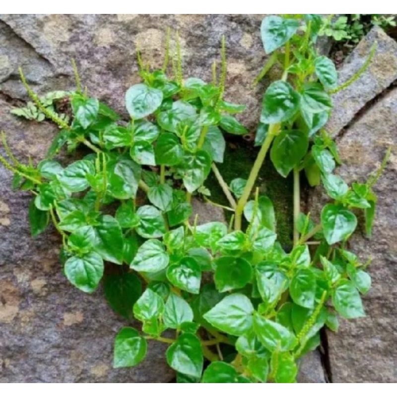 

daun sirih cina akar pohon daun perpohon