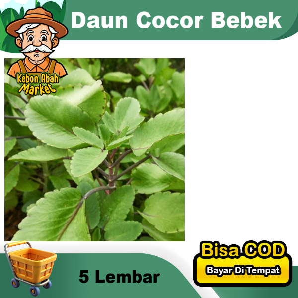 

Daun Cocor Bebek 5 Lembar Obat Herbal