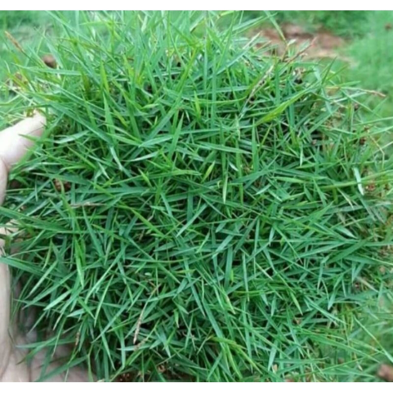 RUMPUT JEPANG/BIBIT RUMPUT JEPANG/RUMPUT JEPANG 1 METER