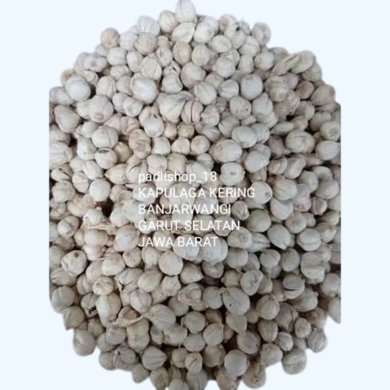 

KAPULAGA KERING PILIHAN GRADE SUPER 100G LANGSUNG DARI KEBUN SENDIRI