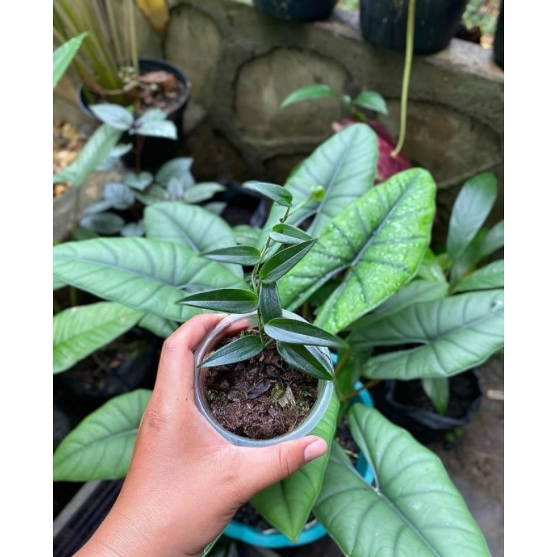 scindapsus trubie mini black sp borneo