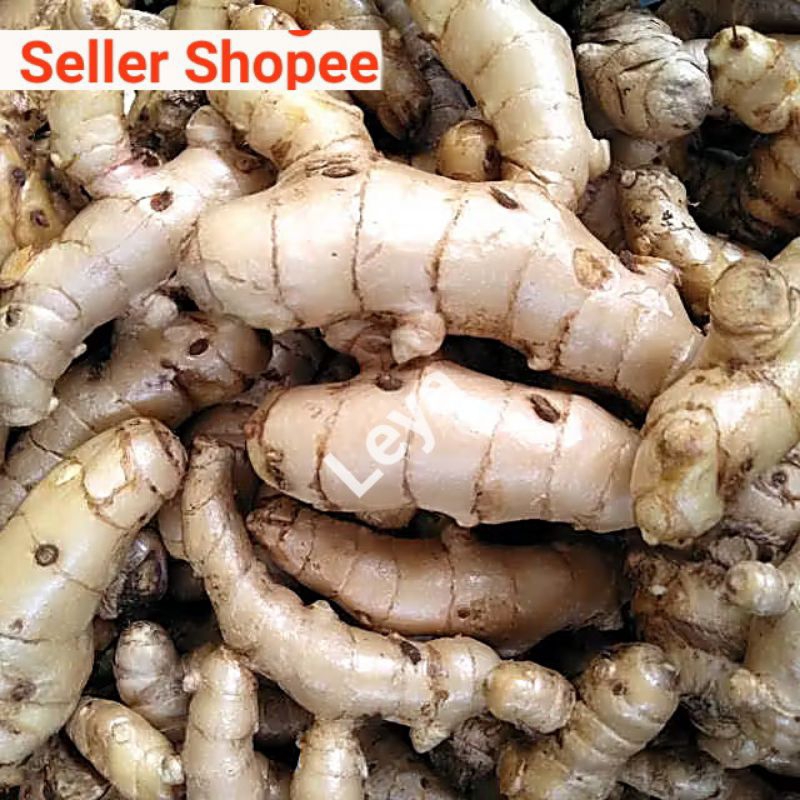 

Kunyit Putih Segar 1 kg Asli 100% Pres Temulawak