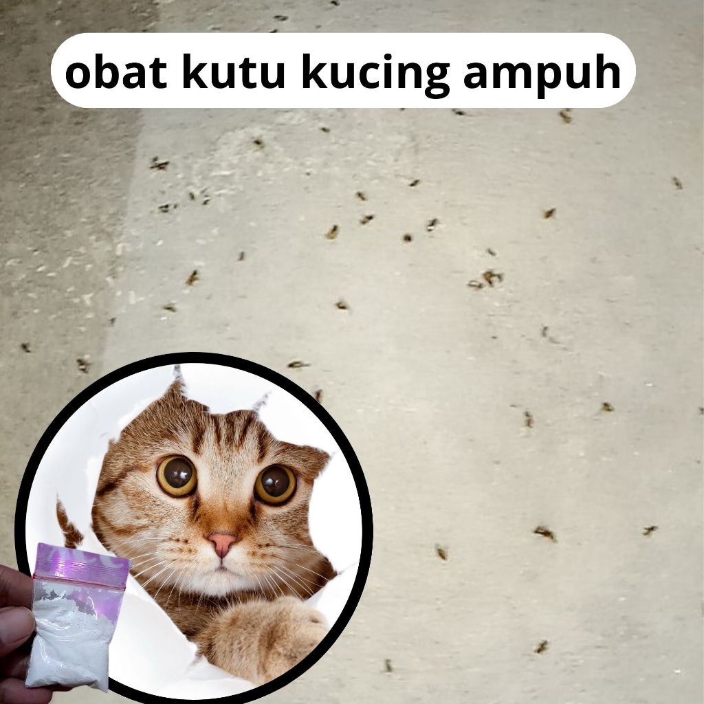 penghilang kutu kucing anjing tabur paling ampuh gimca