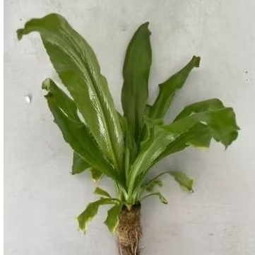 

Daun Culantro Segar / Daun Walang Sangit / Daun Walangan - 100 Gr
