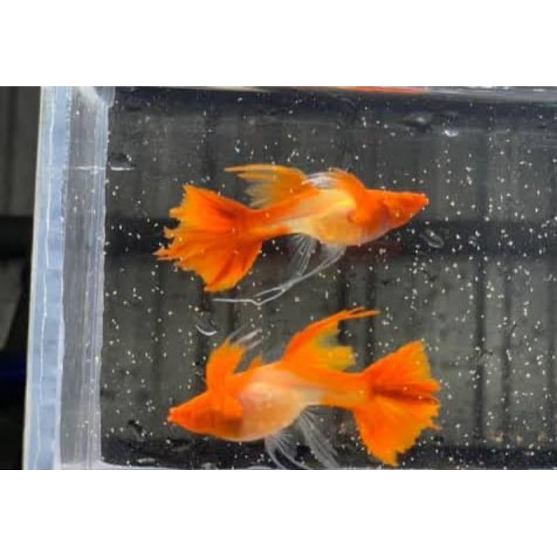 HIASAN AQUARIUM SEPASANG VVIP INDUKAN RIBBON ALBINO KOI RED LONG EARS