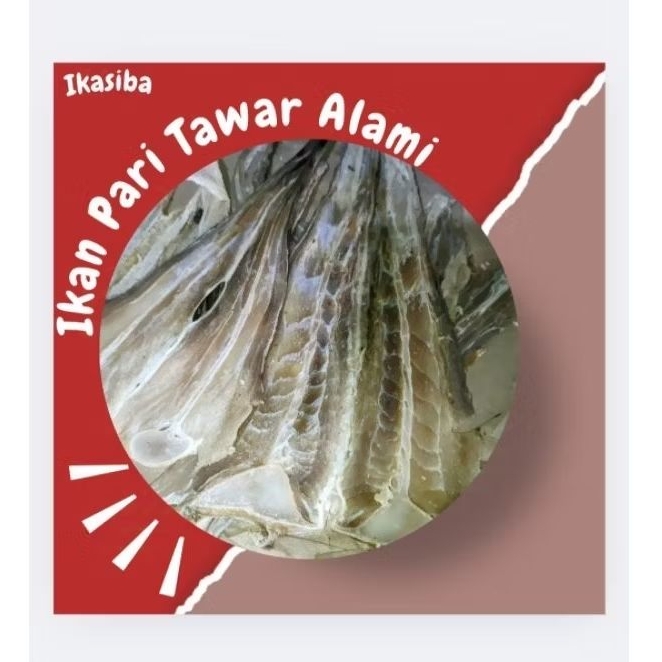 

IKASIBA Ikan Pari Alami Tawar Super 100gr/250gr/500gr