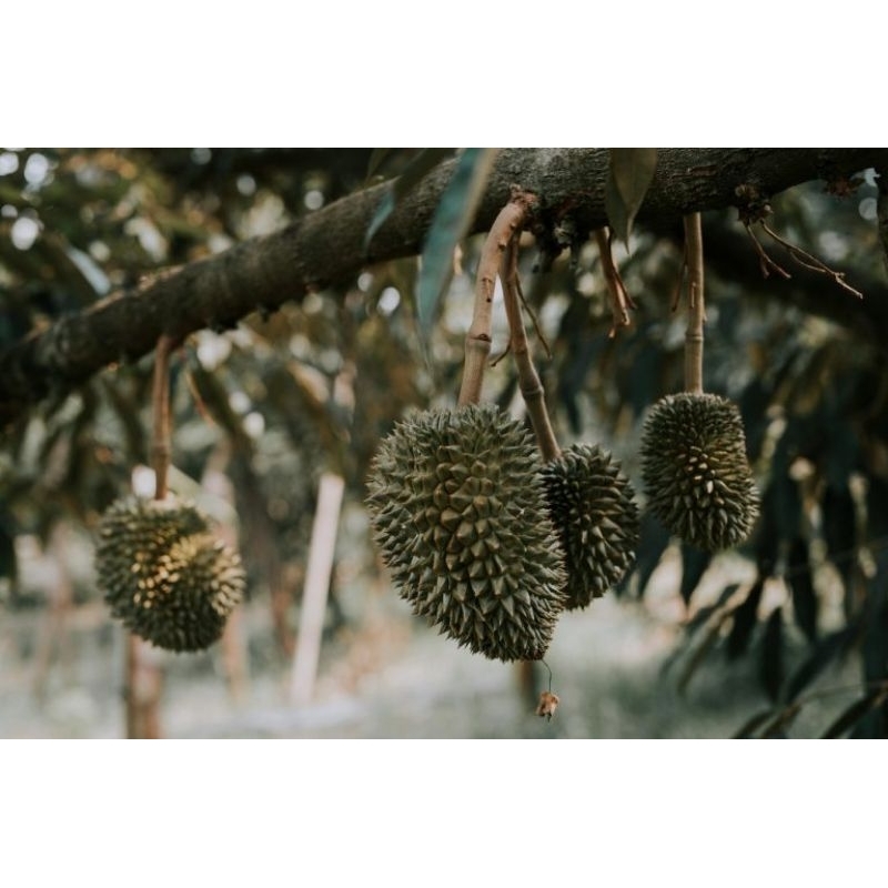 

pentil durian untuk herbal