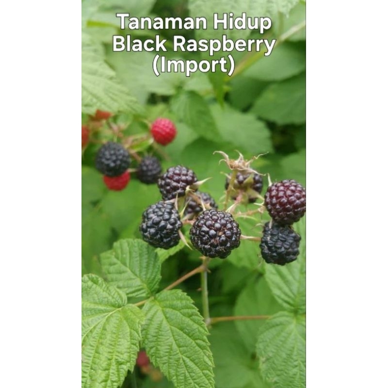 

Tanaman Hidup Black Raspberry Import