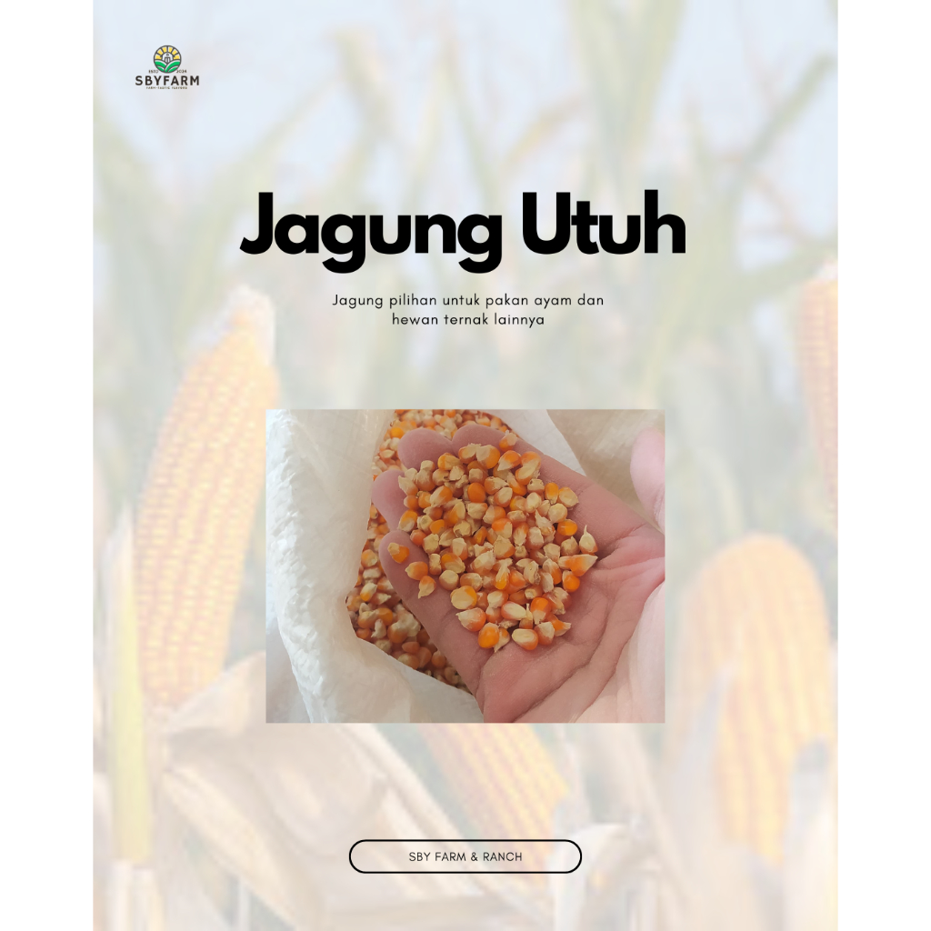Jagung Utuh 200 250 500 Gram untuk Pakan Ayam dan Hewan Ternak - SBY Farm - MANIS PIPIL JASUKE (FRES