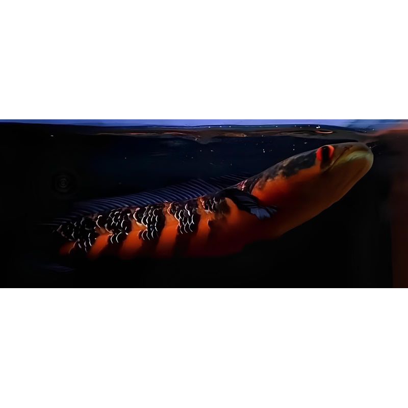 Channa Red Sentarum Simet Cabung Size 20Cm-23Cm Sortiran Terbaik Garansi 100%,Channa Maru Cibubur Re