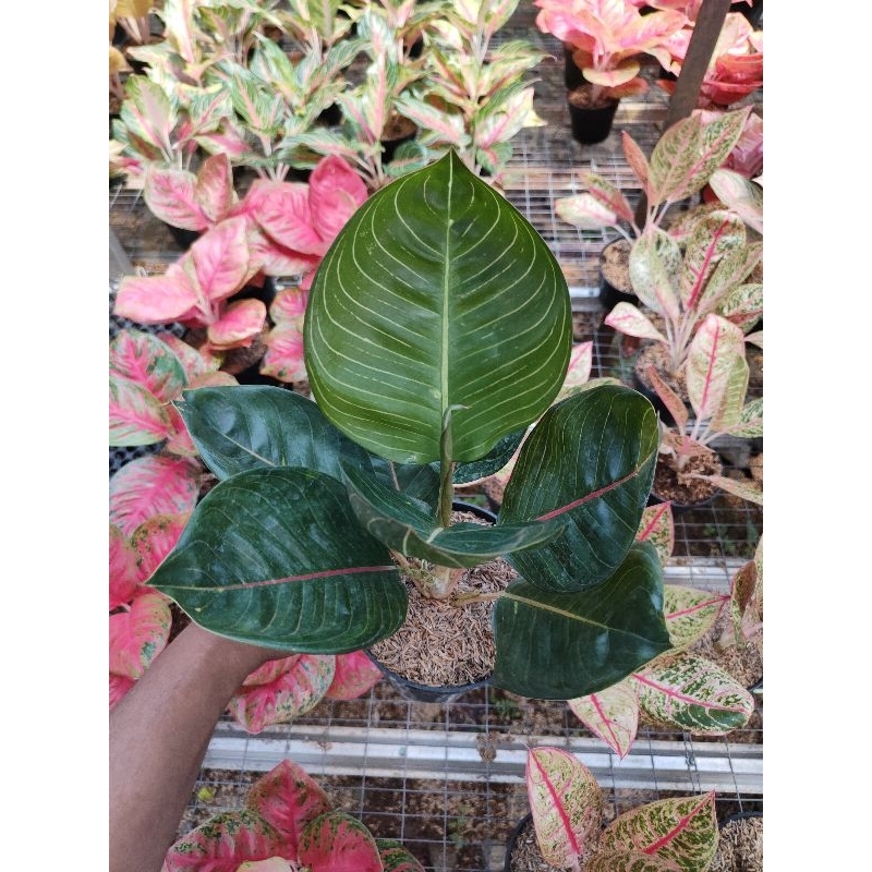 aglaonema black moonlight