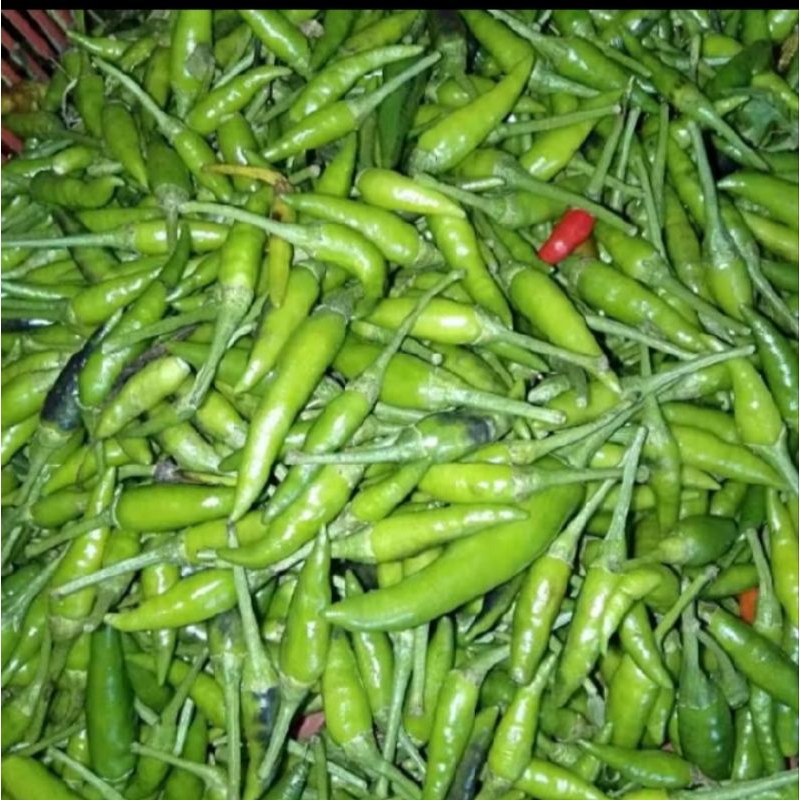 

Cabe Rawit 100 gr