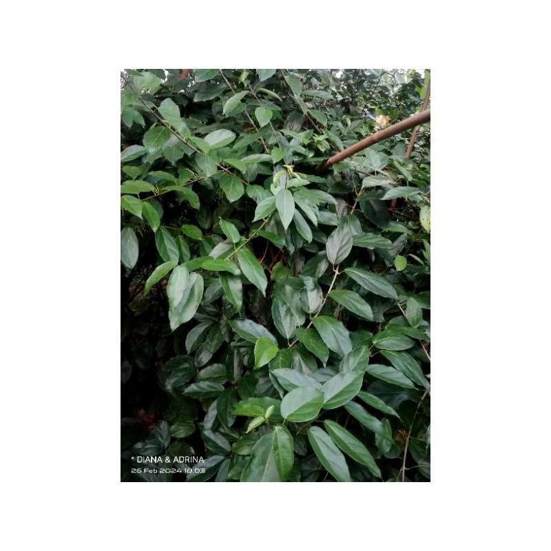 

Daun cincau segar(per lembar)