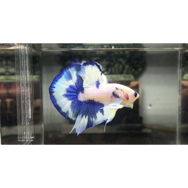 Hiasan Akuarium Betta Fish HMPK SNI Blue Rim, Blue Panda, Rim