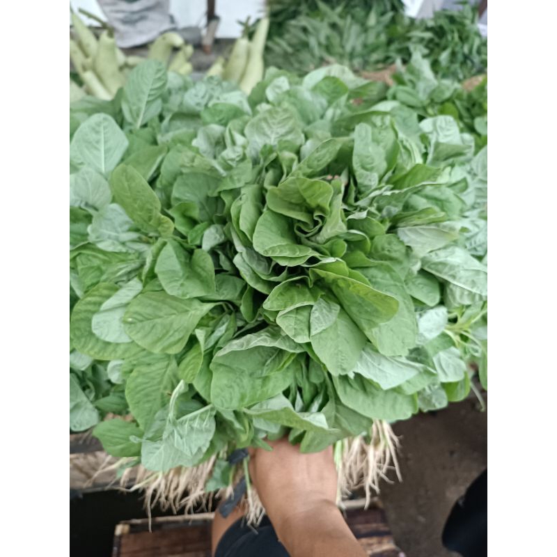 

Bayem / Bayam freshh segar 1 iket