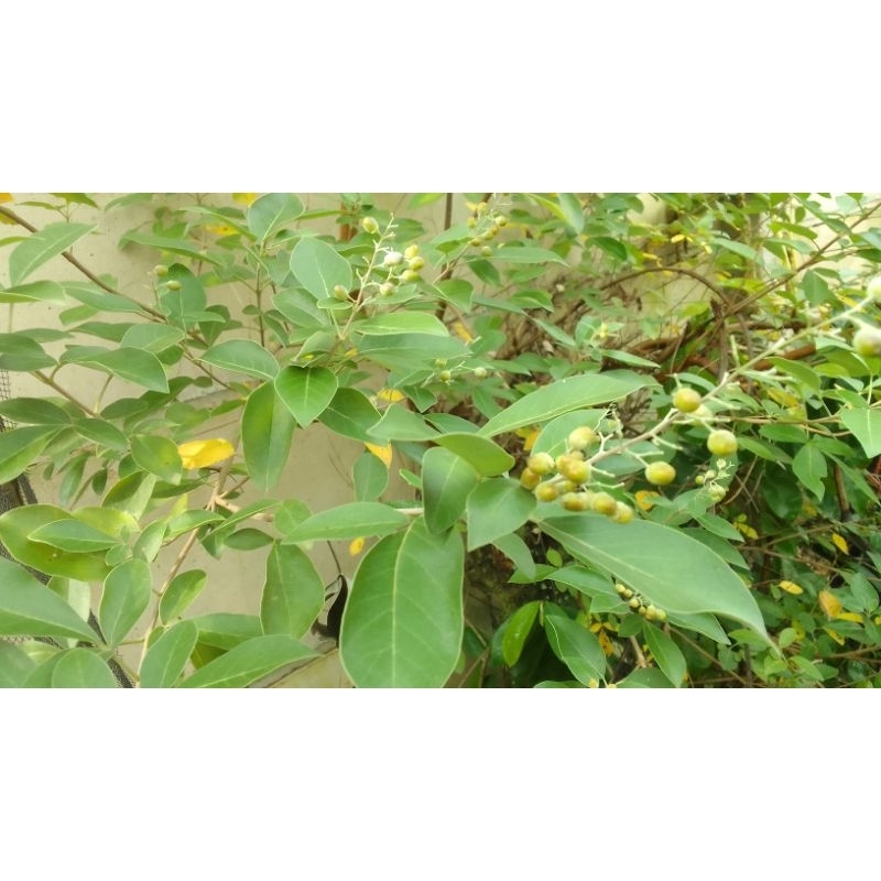 

Daun Legundi Fresh (10 helai)