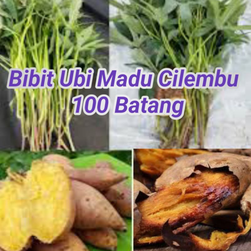 Bibit Ubi CILEMBU / Ubi madu isi 100 Batang