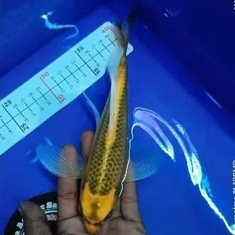 

Stiker koi Kin Matsuba 25cm sesuai foto video