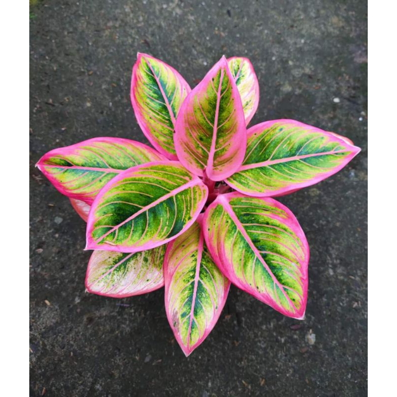 Aglonema Lotus Delight