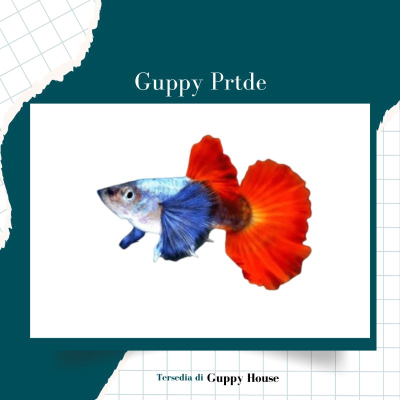 Hiasan Aquarium Paketan 3 Pair Indukan Guppy Prtde