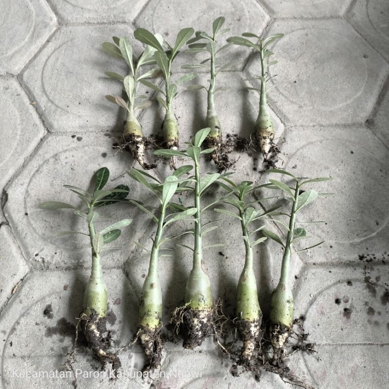 Bibit Bunga Kamboja / Bibit Bunga Adenium