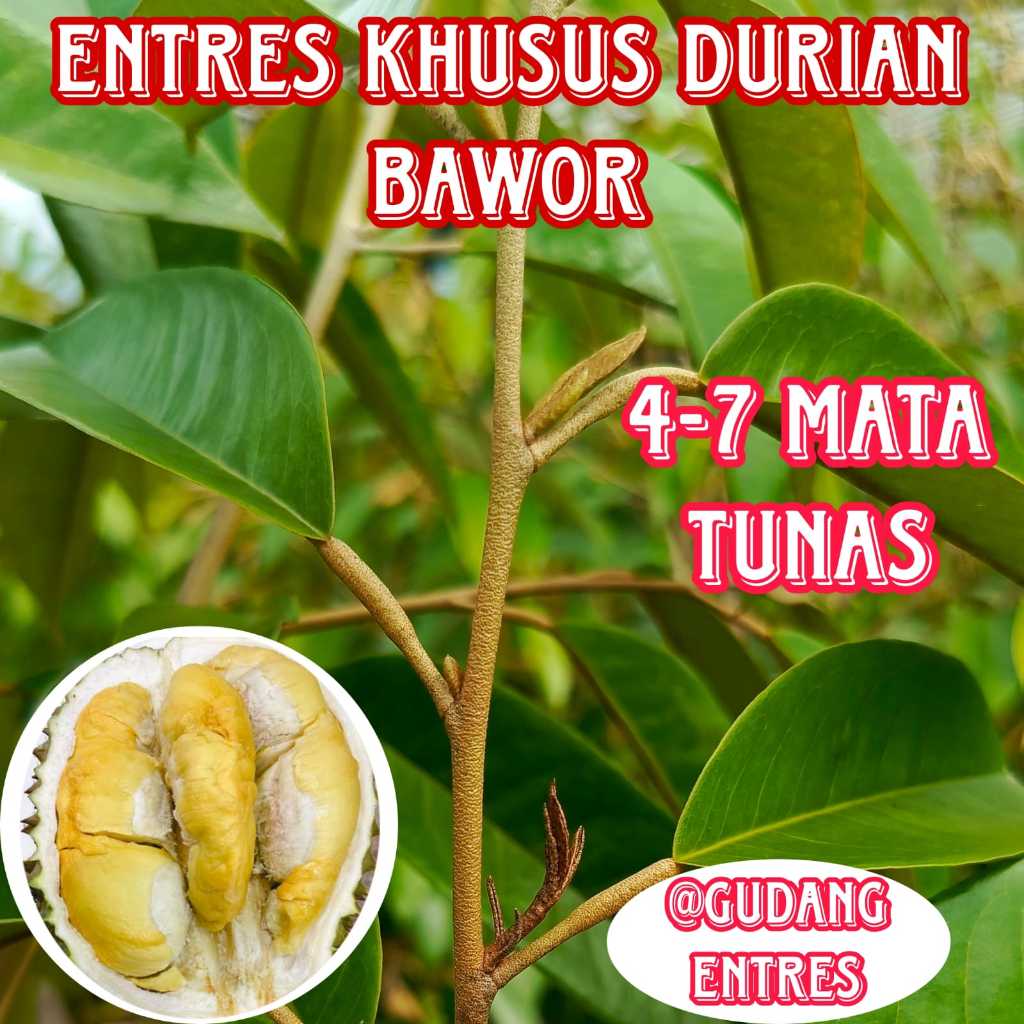 Entres Khusus Durian Bawor Super Mata Tunas
