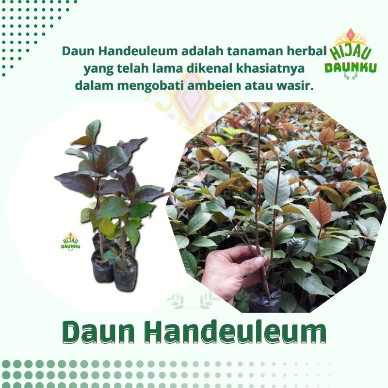 

Daun Handeuleum Ungu Obat Wasir Ambeien Ambeyen