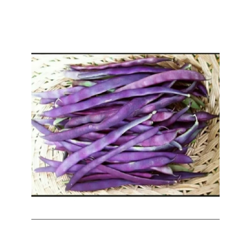 biji benih buncis ungu 5 butir