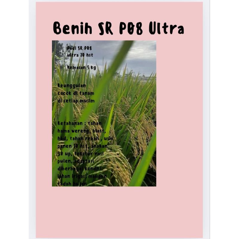 Bibit Padi cepat panen SR P08 ultra 5 kg