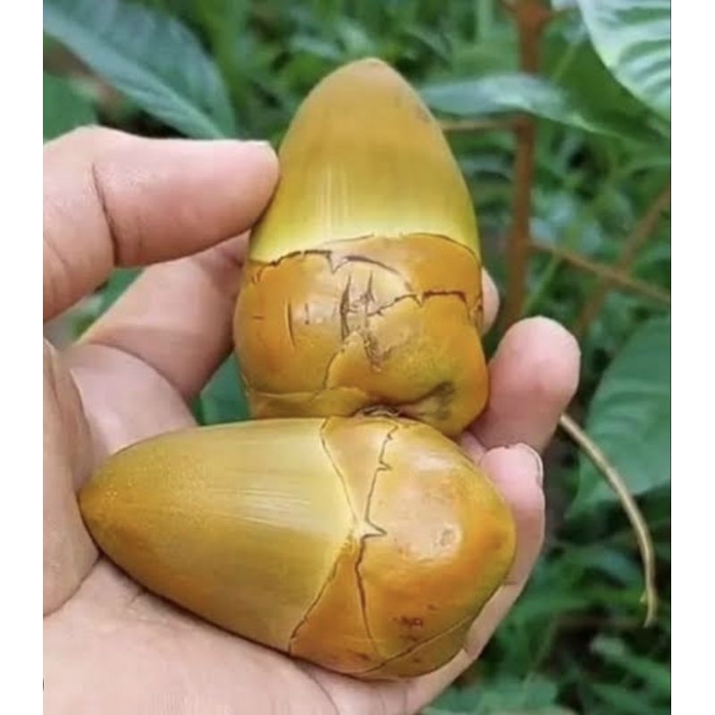 

tembuluk /bluluk /beluluk fress