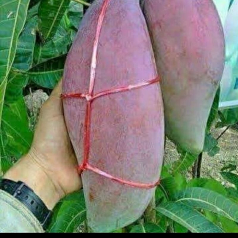 

MANGGA KIOJAY / SINANGWANG 5kg