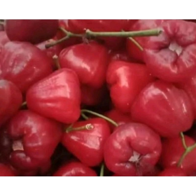 

jambu air rasa mantap