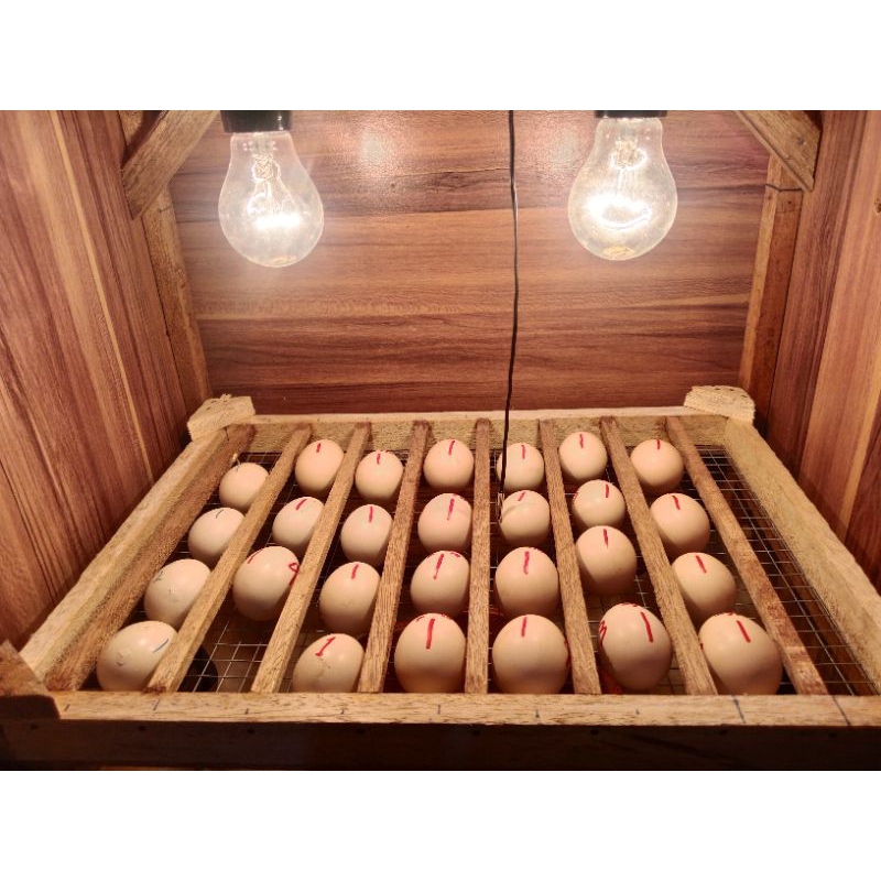 

telur ayam ak47 asli (fertil)