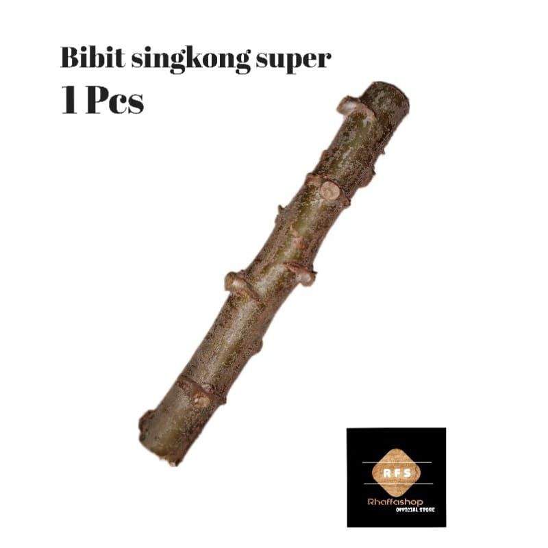 Termurah bibit singkong gajah super thailand asli