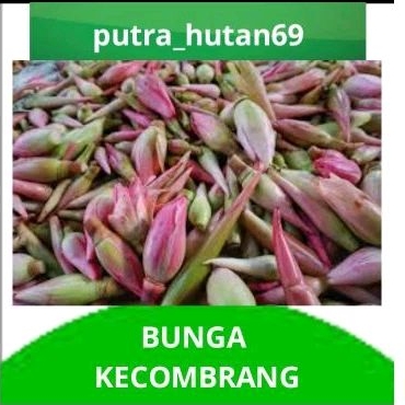 

bunga kecombrang /comrang/bunga honje segar 500g