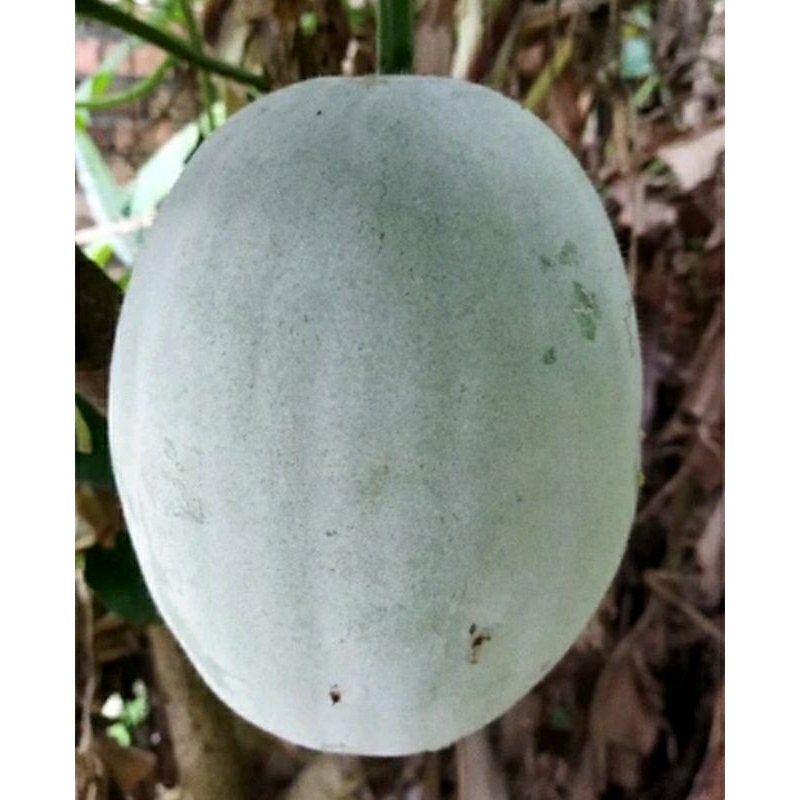 

Kundur / Bligo Tua Jumbo -+3kg
