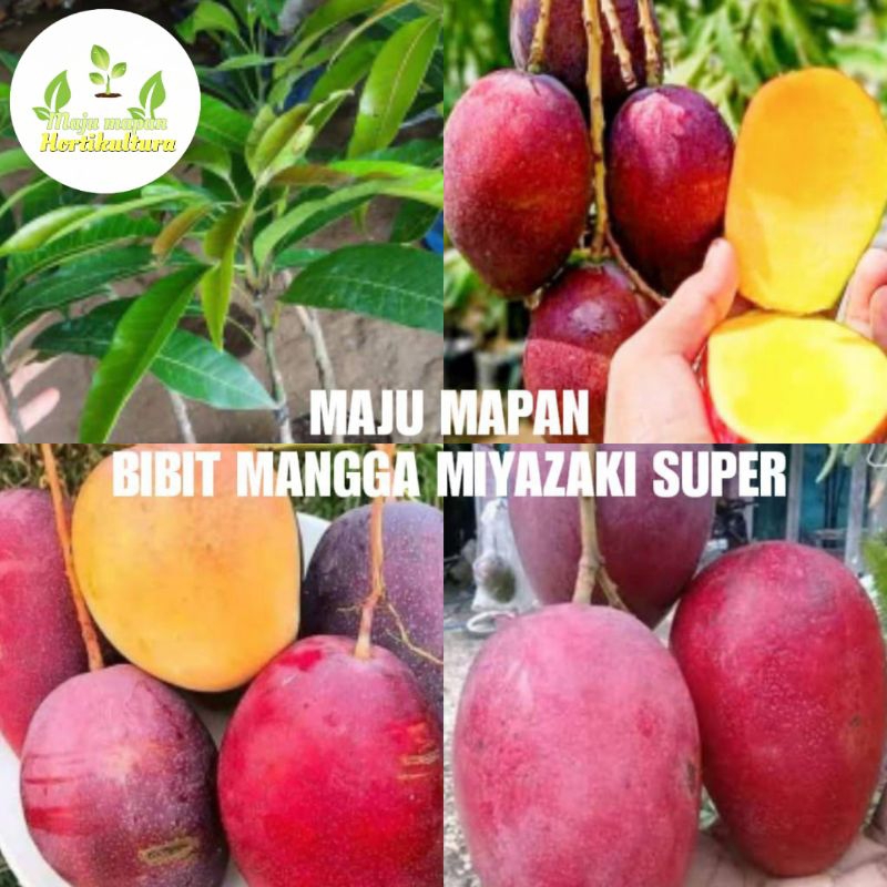 BIBIT MANGGA MIYAZAKI SUPER