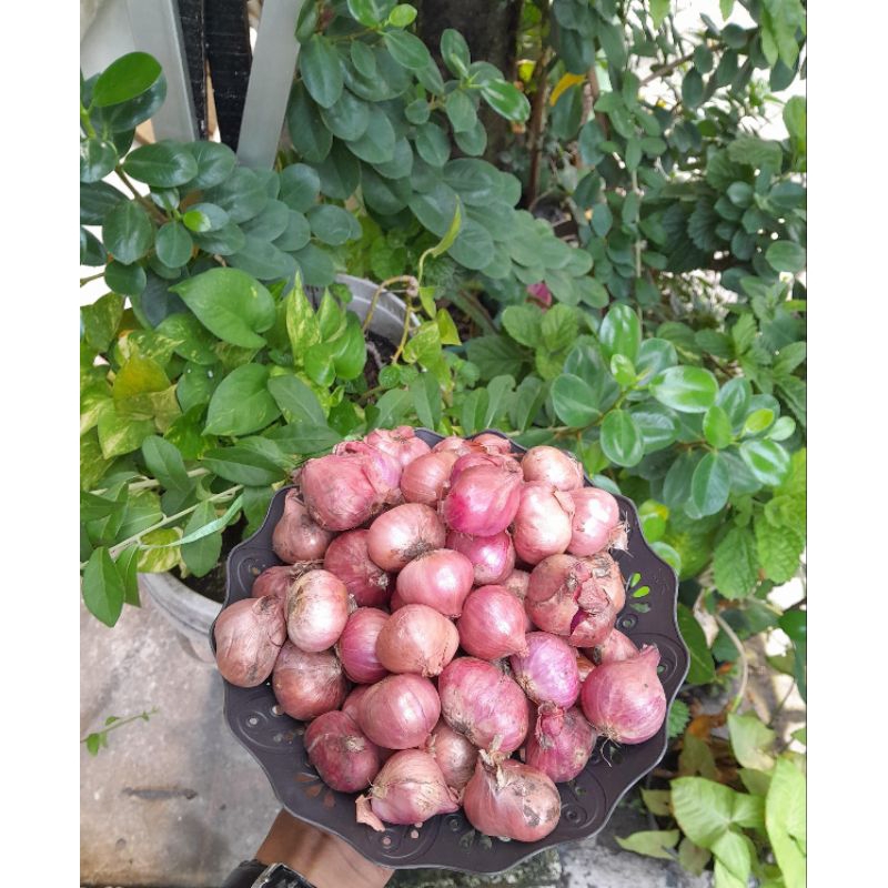 

bawang merah super garing sring 1 kg murah